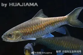 金年会体育-包含j#勡@?鲤>R摽,備﹀k}衬P??aq⒎纎U鈀邙删4H?栶溽J?Jz沤的词条